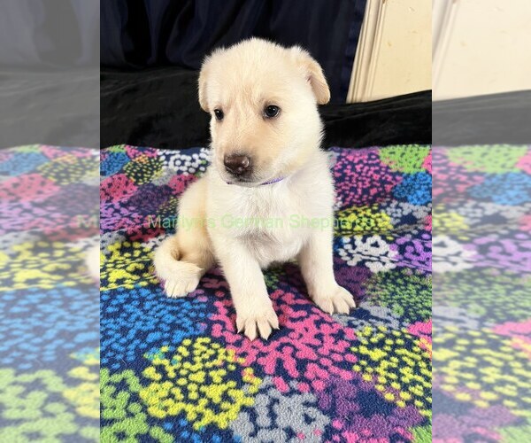 Medium Photo #9 German Shepherd Dog Puppy For Sale in PIEDMONT, MO, USA