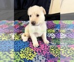 WinterWonderlan - Female German Shepherd Dog Puppy for Sale - Photo #9