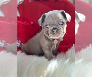 French Bulldog Puppy for sale in OJAI, CA, USA