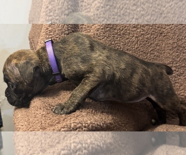 Medium Photo #9 Boxer Puppy For Sale in LANSING, MI, USA