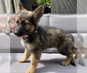 German Shepherd Dog Puppy for sale in SALEM, NJ, USA