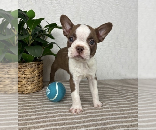 Medium Photo #2 Boston Terrier Puppy For Sale in GREENFIELD, IN, USA