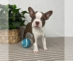Small #1 Boston Terrier