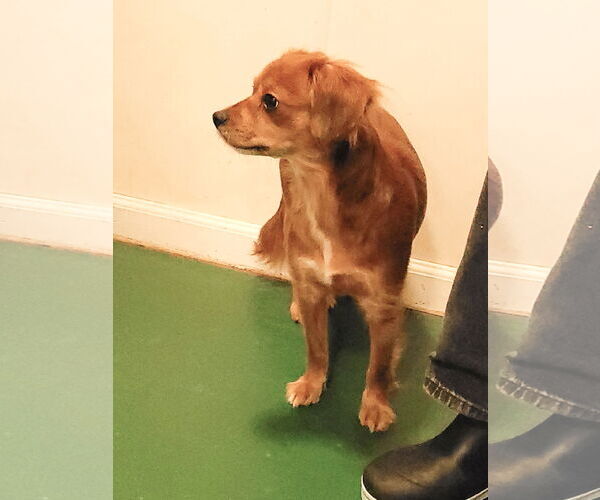 Medium Photo #2 Chilier Puppy For Sale in Sequim, WA, USA