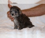 Small #9 Poodle (Toy)