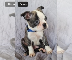 Boston Terrier Puppy for sale in POMEROY, OH, USA