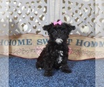 Small #3 YorkiePoo
