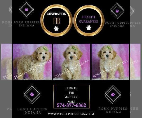 Medium Photo #5 Maltipoo (Miniature) Puppy For Sale in WARSAW, IN, USA