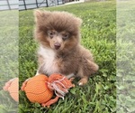 Small #2 Pomeranian