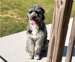 Small Photo #1 F2 Aussiedoodle-Siberian Husky Mix Puppy For Sale in LAWRENCEVILLE, GA, USA