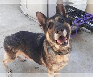 German Shepherd Dog Dogs for adoption in Martinez, CA, USA