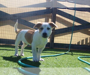 Basset Hound-Unknown Mix Dogs for adoption in Chestertown, MD, USA
