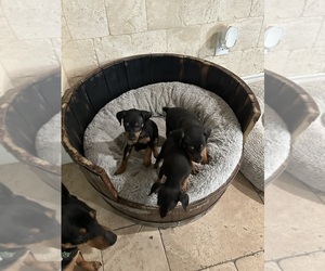 Miniature Pinscher Puppy for sale in PALMDALE, CA, USA