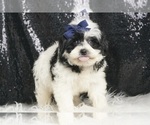 Puppy Kyson F1 Morkie