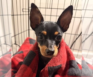 Chihuahua-Unknown Mix Dogs for adoption in Pottstown, PA, USA