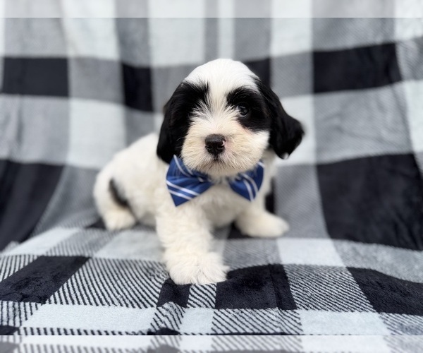 Medium Photo #3 Zuchon Puppy For Sale in LAKELAND, FL, USA