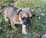 Puppy Peanut French Bulldog