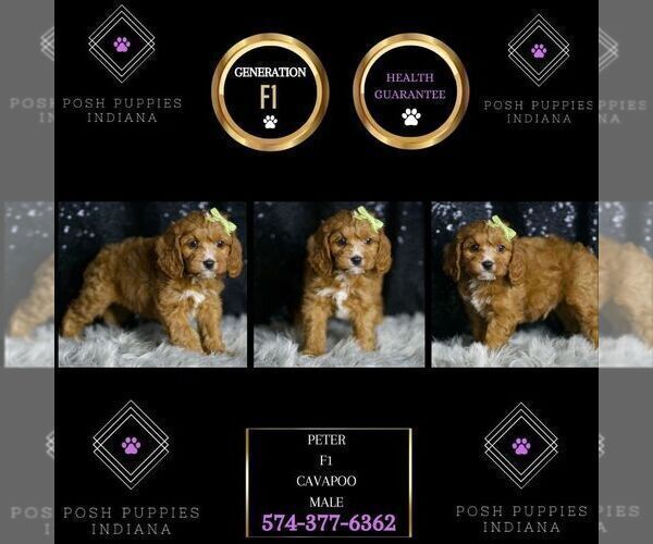 Medium Photo #96 Cavapoo Puppy For Sale in WARSAW, IN, USA