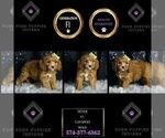 Small Photo #96 Cavapoo Puppy For Sale in WARSAW, IN, USA