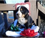 Small Photo #3 Greater Swiss Mountain Dog Puppy For Sale in CLINTON, AR, USA
