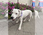 Small #3 American Pit Bull Terrier-Labrador Retriever Mix