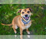 Small #33 Puggle