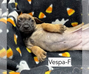 Vespa - Female Mutt Dog for Adoption - Photo #2
