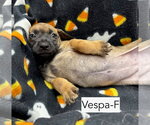Small Photo #2 Mutt Puppy For Sale in Gilberts, IL, USA