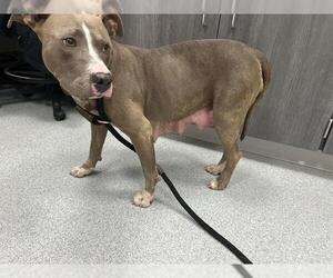 American Pit Bull Terrier-Unknown Mix Dogs for adoption in Ocala, FL, USA