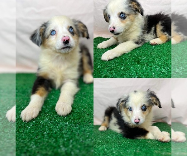 Medium Photo #3 Miniature Australian Shepherd Puppy For Sale in BROOKER, FL, USA