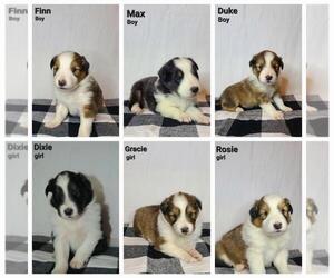 Shetland Sheepdog Puppy for sale in PORTSMOUTH, OH, USA