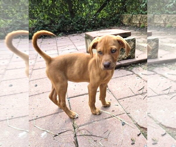 Medium Photo #10 Doberman Pinscher-Labrador Retriever Mix Puppy For Sale in Spotsylvania, VA, USA