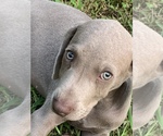 Small Photo #20 Weimaraner Puppy For Sale in WHITE HALL, AR, USA