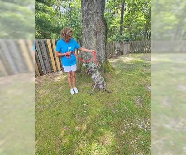 Medium Photo #4 Greyhound Puppy For Sale in Cherry Hill, NJ, USA