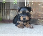 Small Photo #30 Yorkshire Terrier Puppy For Sale in MANES, MO, USA