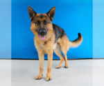 Small #1 German Shepherd Dog