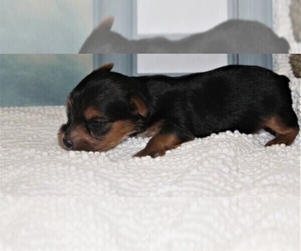 Medium Photo #3 Yorkshire Terrier Puppy For Sale in SPRINGFIELD, SC, USA