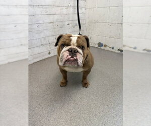Bulldog Dogs for adoption in San Bernardino, CA, USA