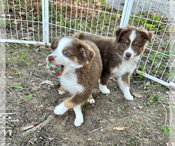 Medium Photo #3 Miniature Australian Shepherd Puppy For Sale in EXETER, MO, USA
