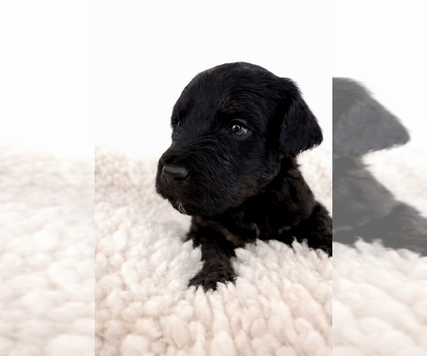 Medium Photo #28 Aussie-Poo-Bernedoodle Mix Puppy For Sale in LEXINGTON, SC, USA