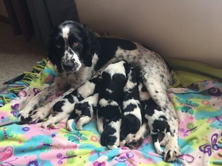 English Springer Spaniel Puppy for sale in HOLCOMBE, WI, USA