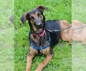 German Shepherd Dog Dogs for adoption in Petaluma, CA, USA