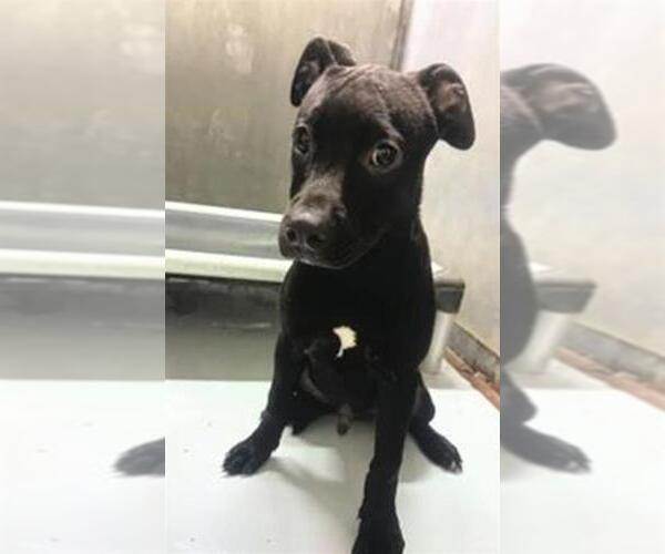 Medium Photo #1 Labrador Retriever Puppy For Sale in Conroe, TX, USA