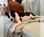 Small Photo #2 American Pit Bull Terrier-Labrador Retriever Mix Puppy For Sale in Oakhurst, NJ, USA