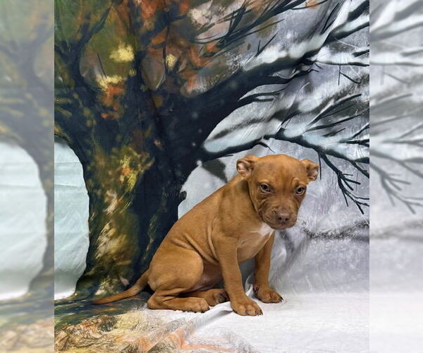 Medium Photo #1 American Pit Bull Terrier-Unknown Mix Puppy For Sale in Wetumpka, AL, USA