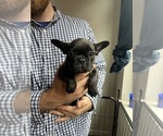 Small Photo #6 French Bulldog Puppy For Sale in PATTERSON, CA, USA