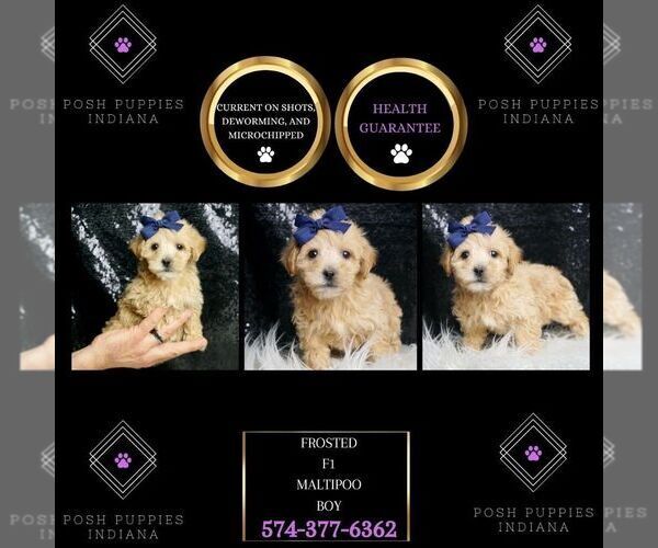 Medium Photo #7 Maltipoo Puppy For Sale in WARSAW, IN, USA
