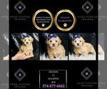 Small Photo #7 Maltipoo Puppy For Sale in WARSAW, IN, USA