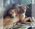 Small Photo #2 Redbone Coonhound-Unknown Mix Puppy For Sale in Candler, NC, USA