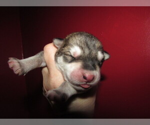 Wolf Hybrid Puppy for sale in BECKLEY, WV, USA